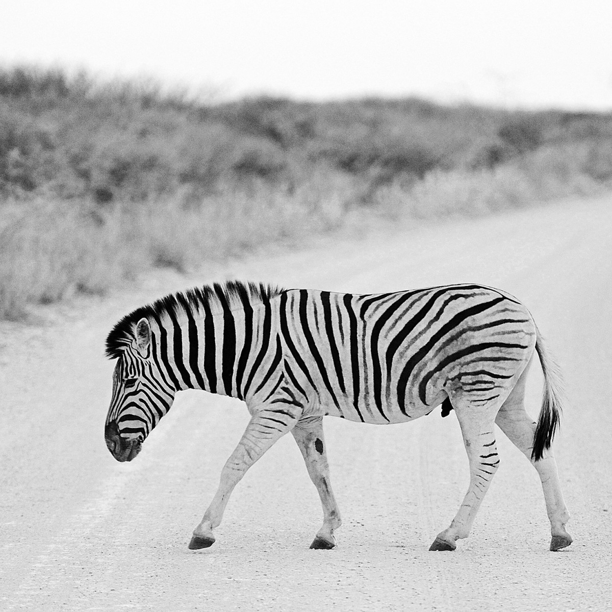 07-Zebra