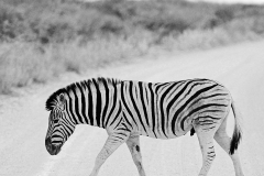 07-Zebra