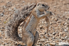 02-Streifenhörnchen