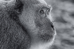 05-Affe-02-sw